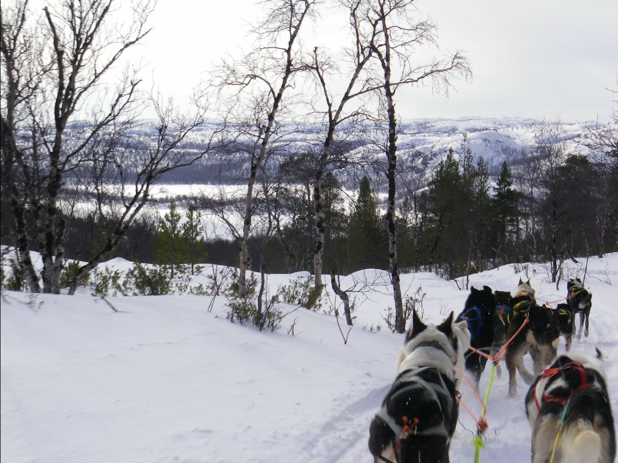 Dogs sledge39